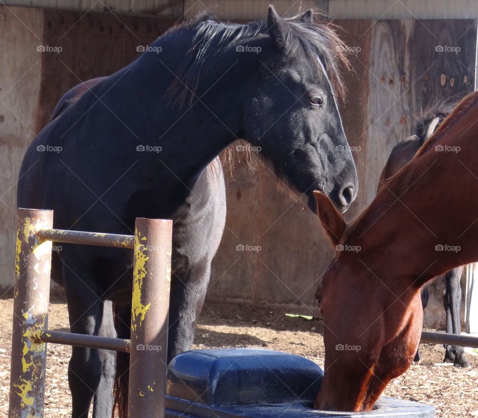 Horses. Horses on a farm in Michigan. 
