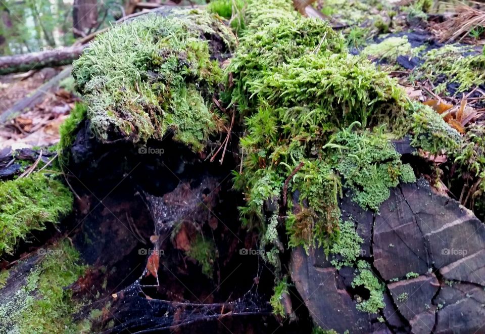 moss on old trunk