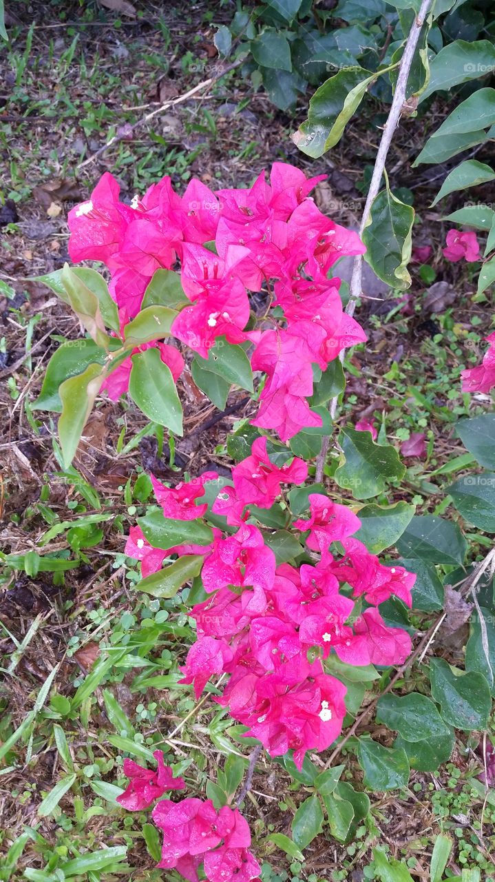 bougainvillea pink