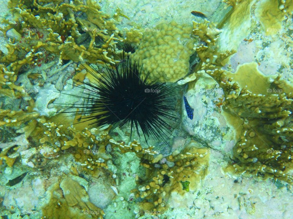 Sea urchin and coral
