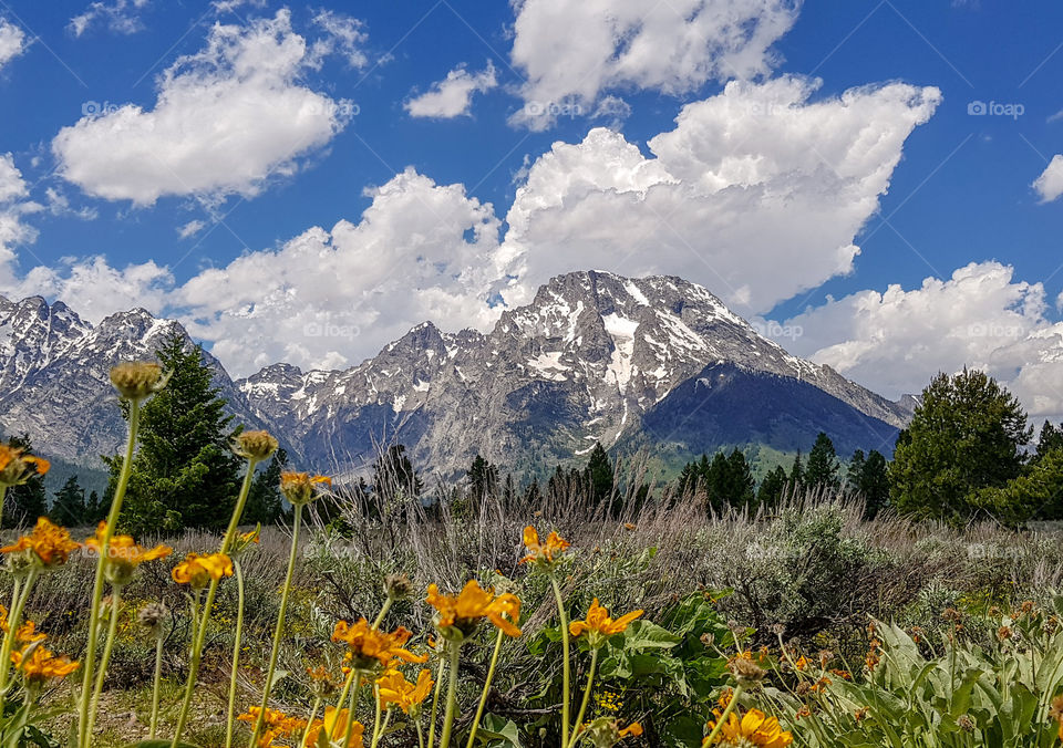 Part of the Grand Tetons with yellow flowers & a field in the foreground