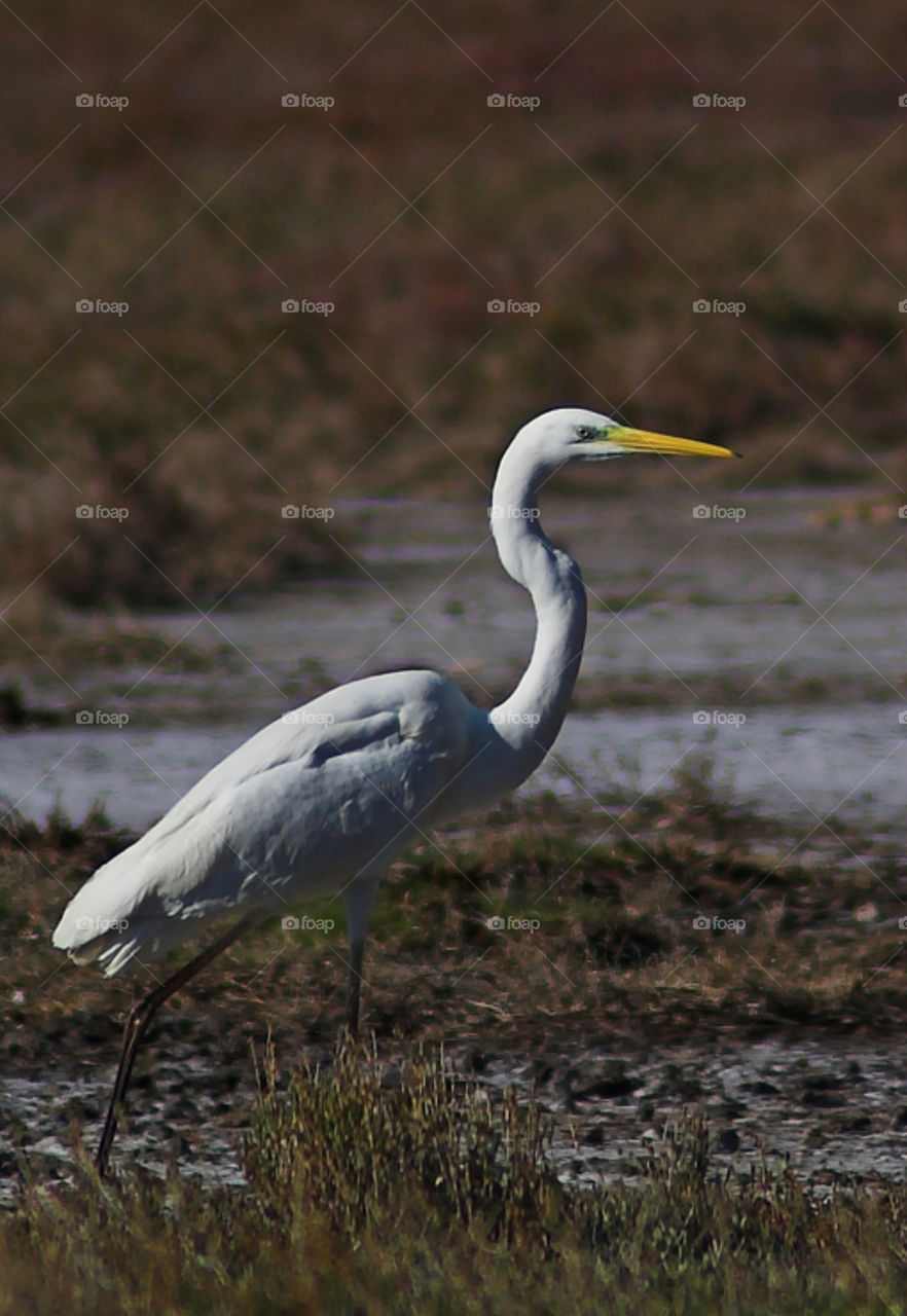 great Egret