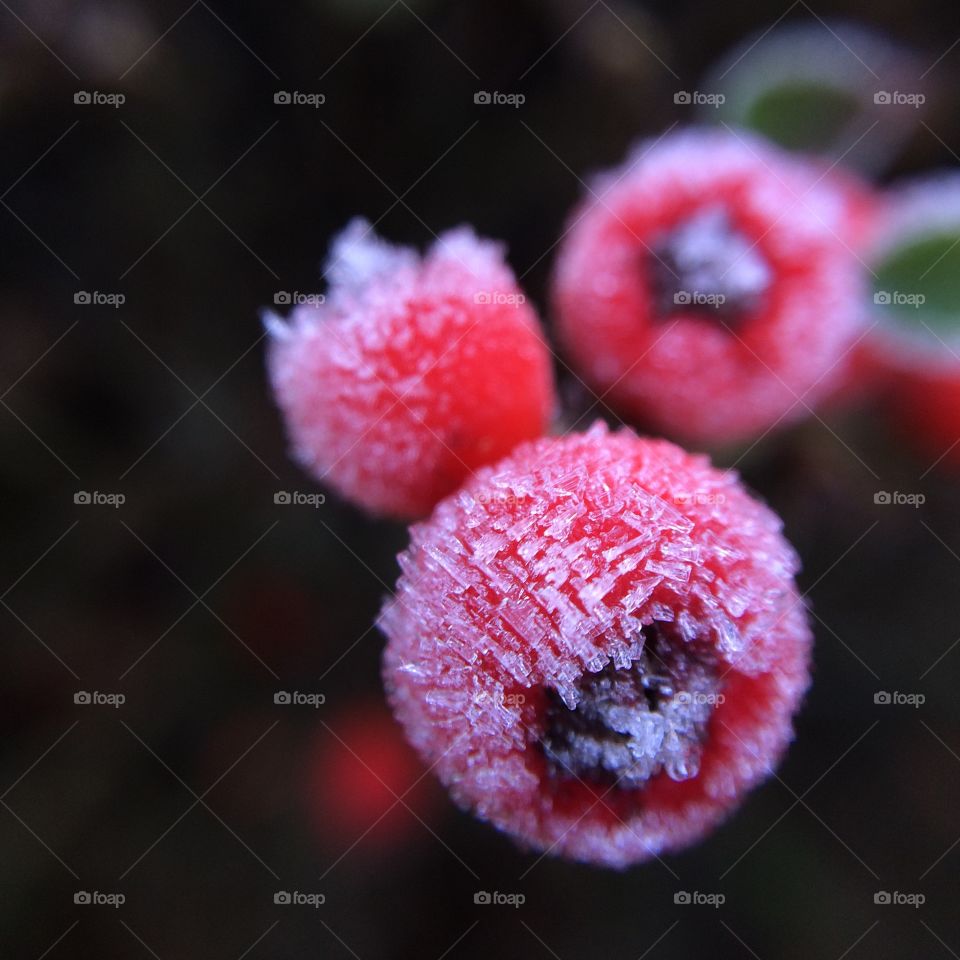 Red Frosted Berries
