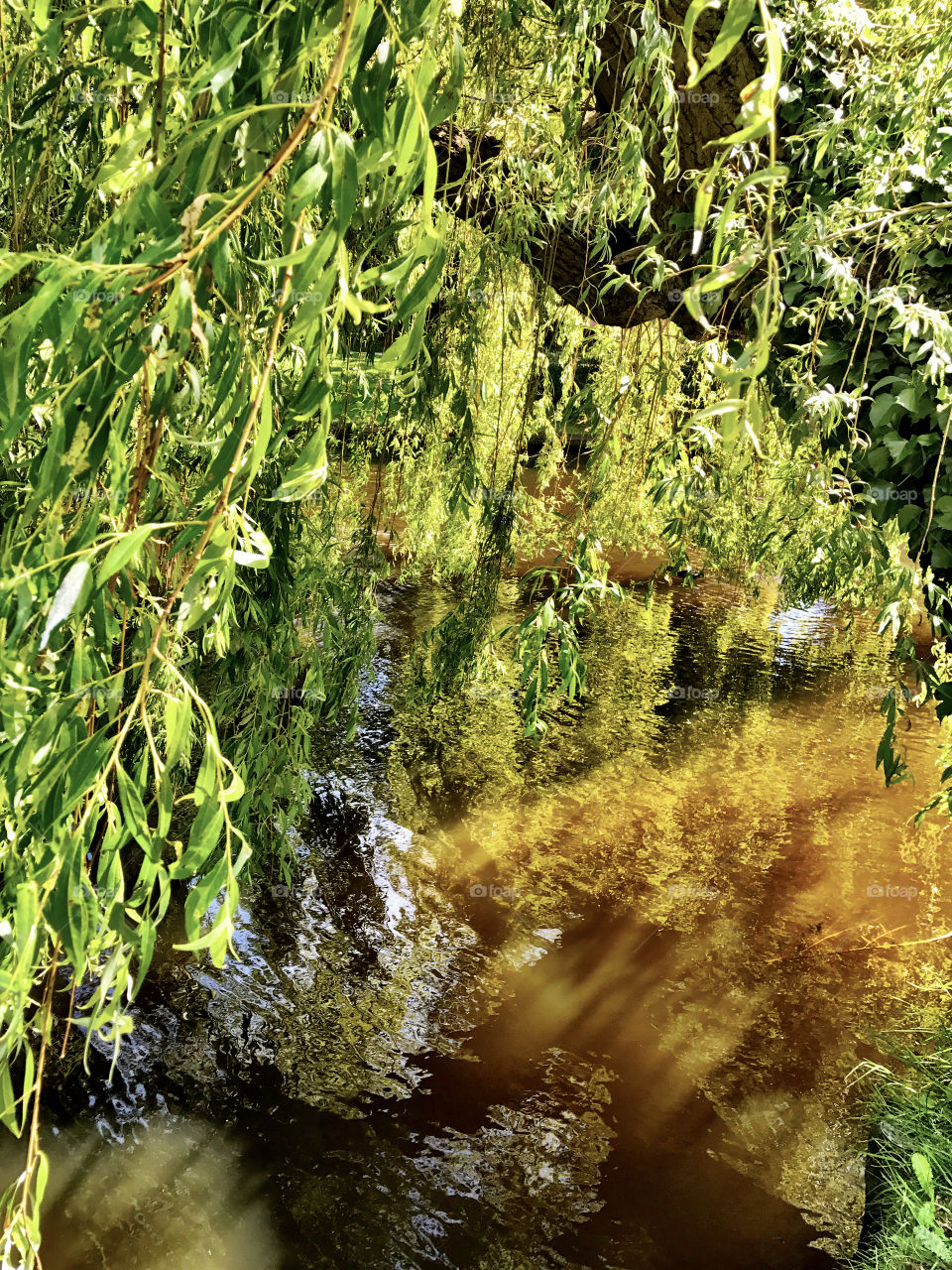 Weeping willow