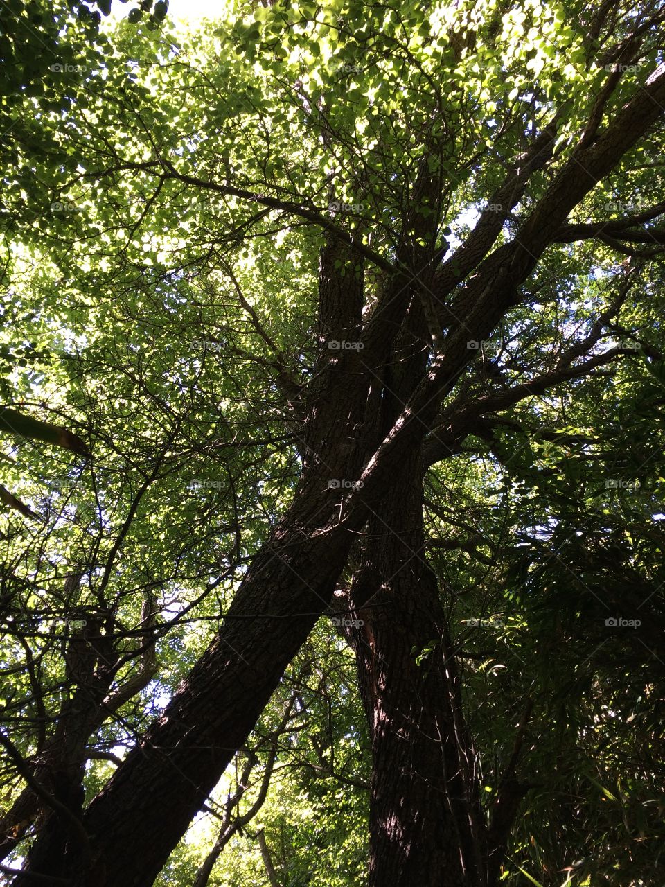 Crossing trees