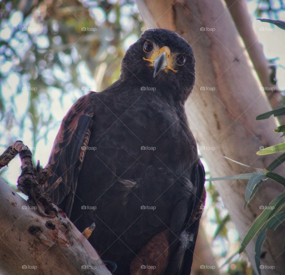 The Harris's hawk staring at me - those beautiful wild eyes.