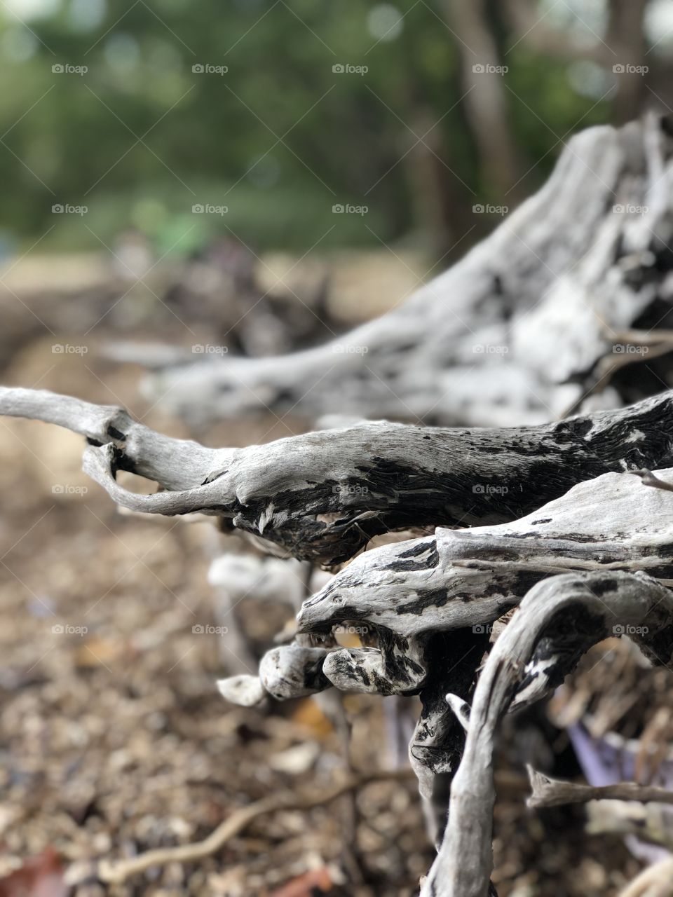 Petrified wood by the seaside
