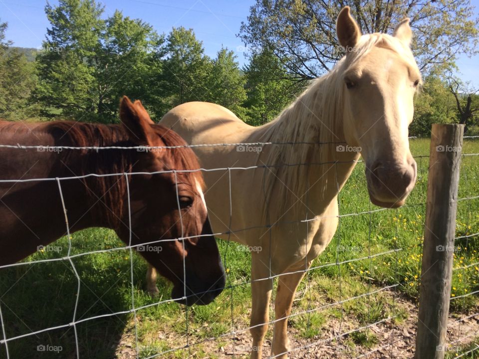 Backroad Beauties