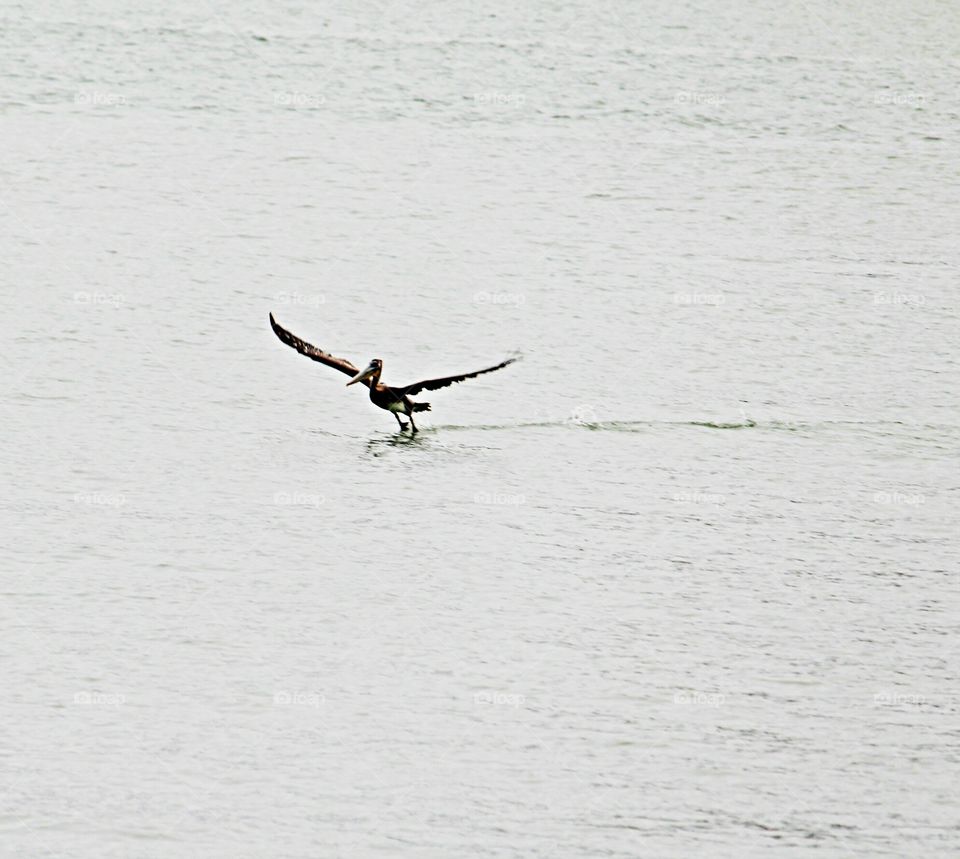 Pelican, wingspan
