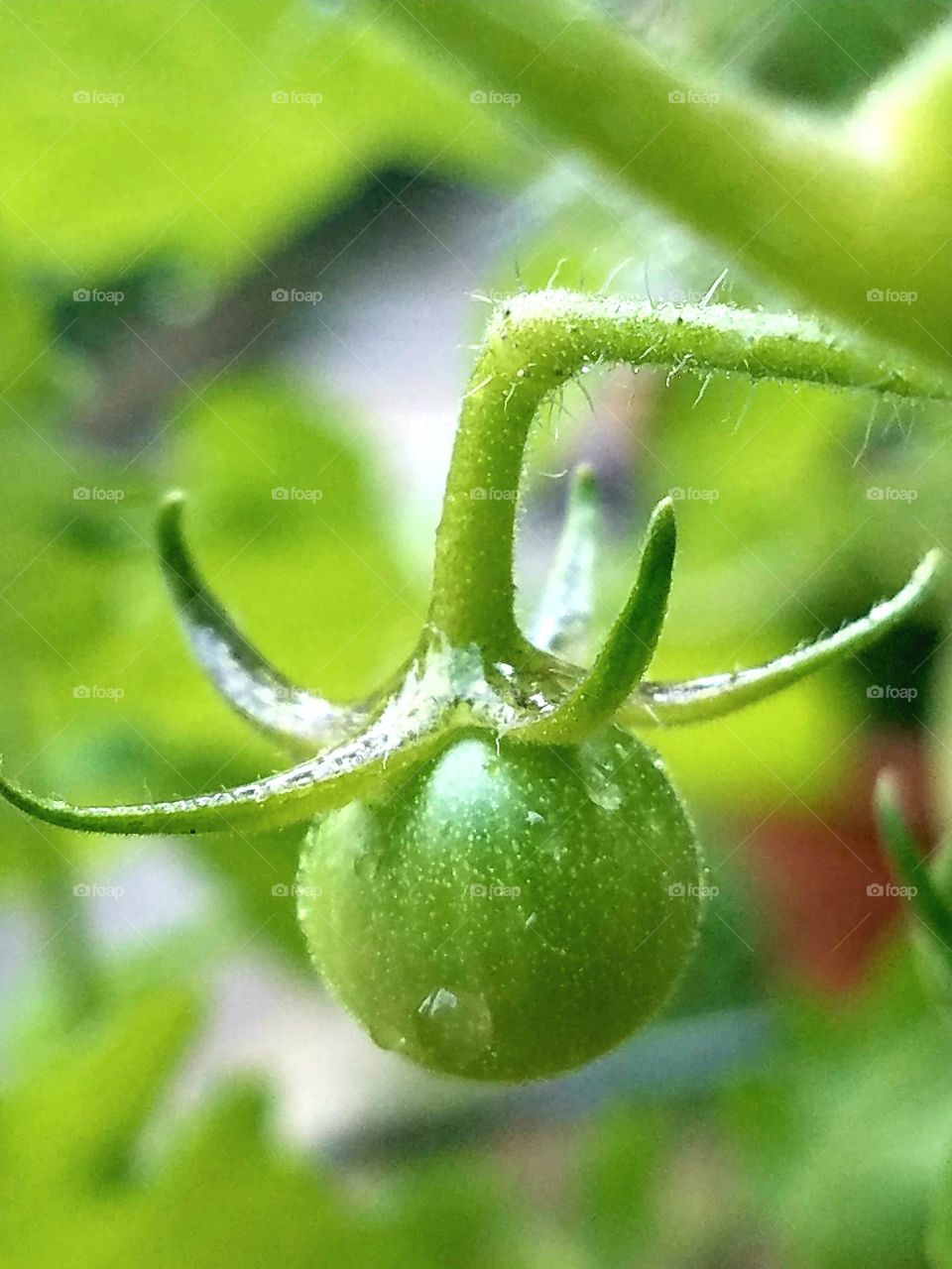 new green tomato on the vine after rainstorm