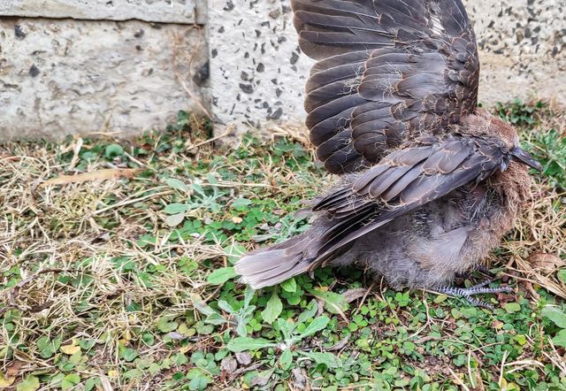 Capture a moment of young dove lifting it's wings.