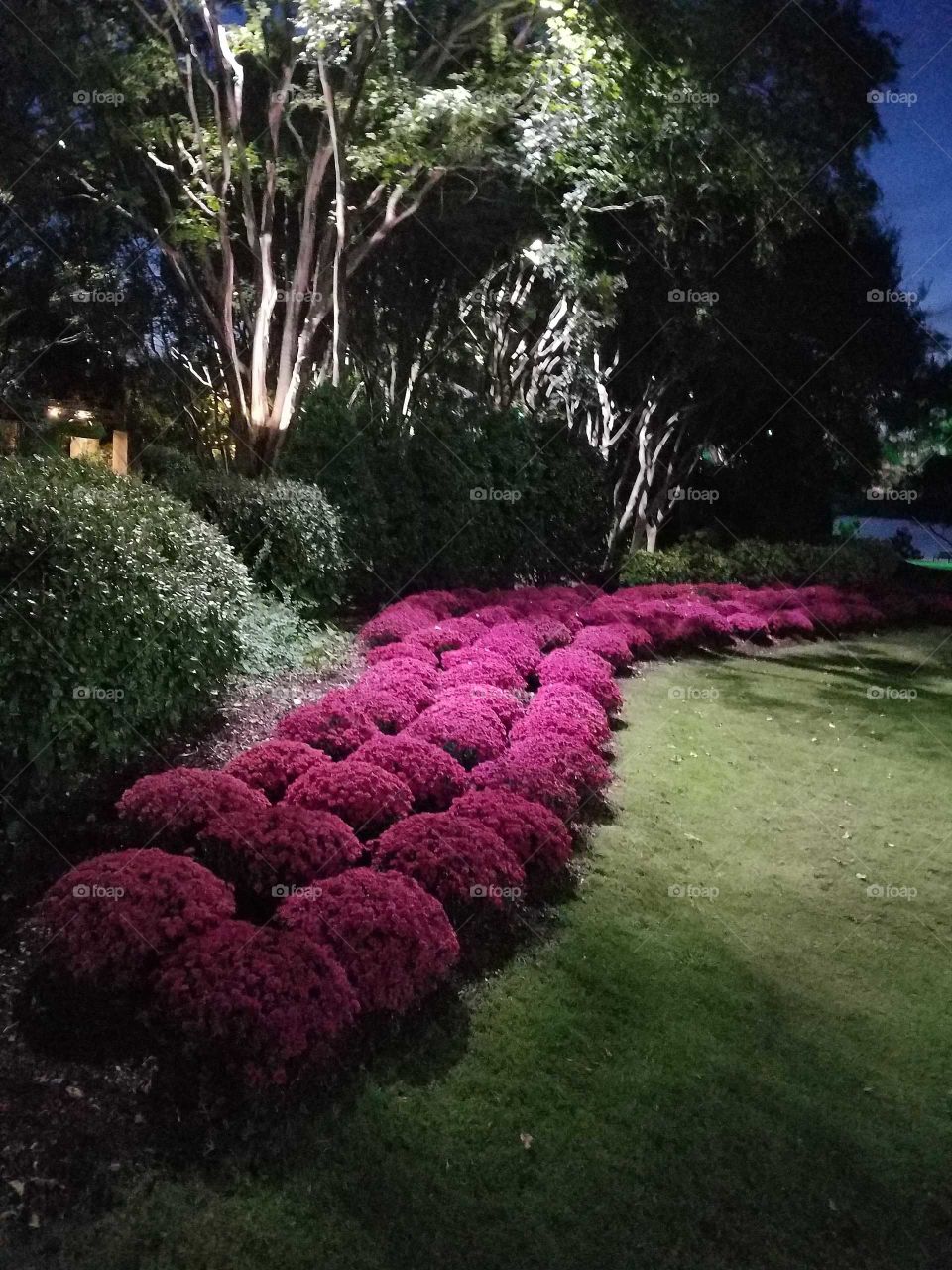 Maroon Mums at night