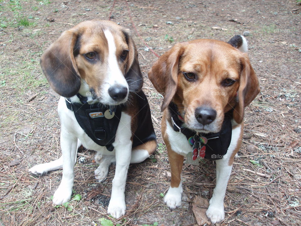 Beagle brown dogs hound