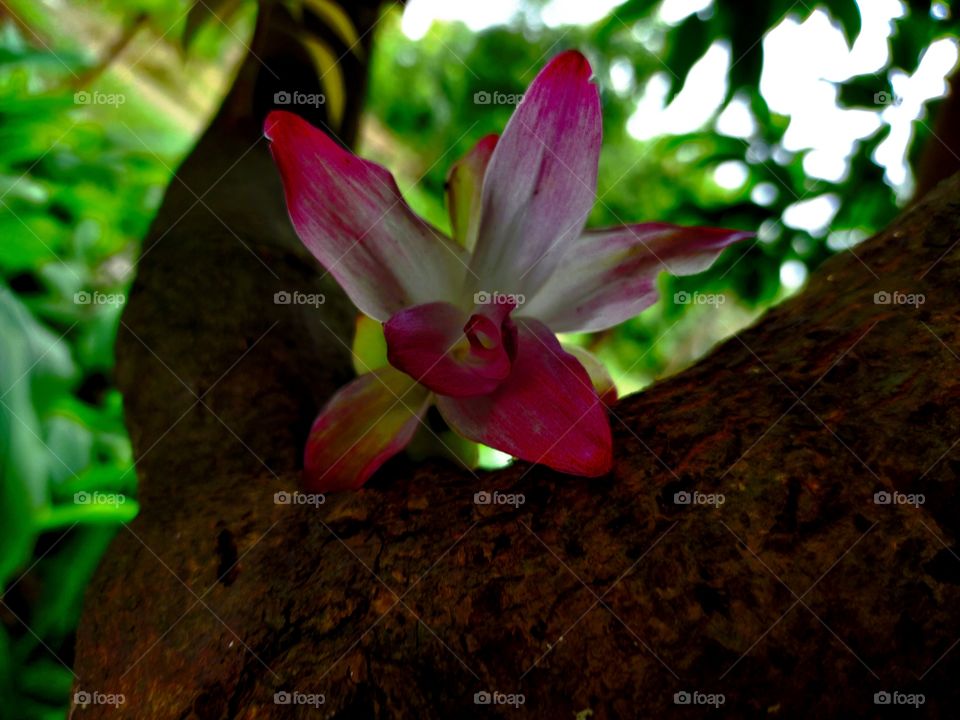 beautiful natural flower