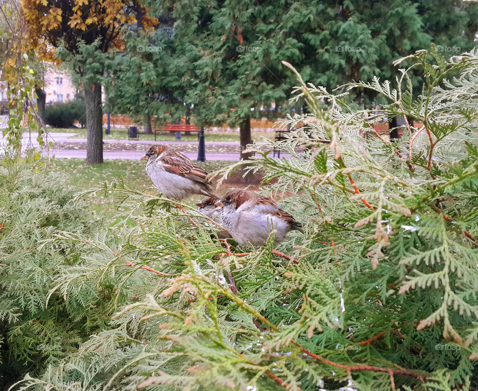 Sparrows in park
