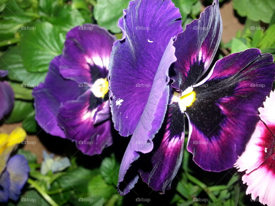 Pansies