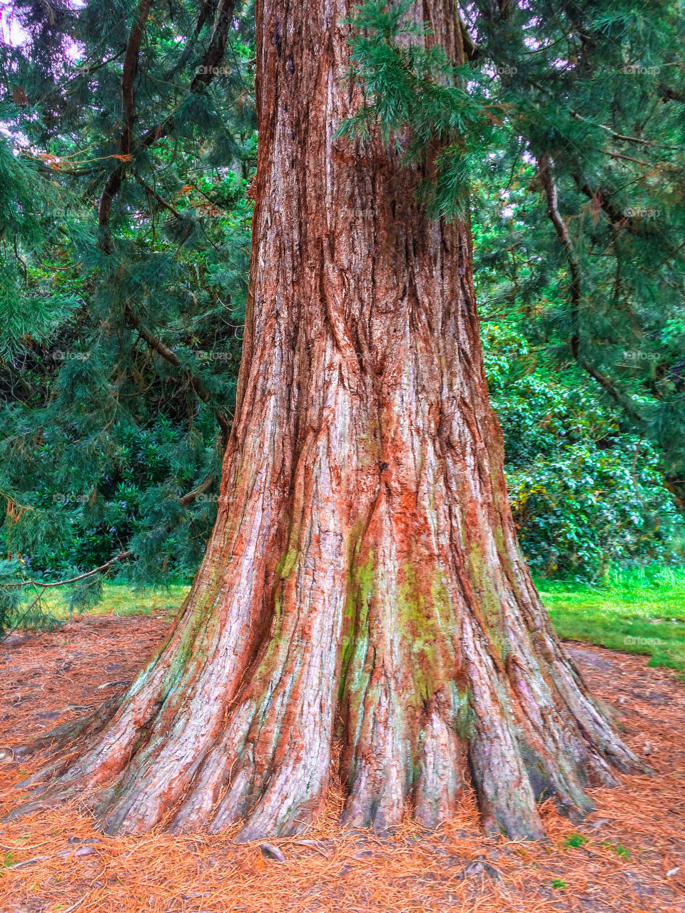 The reddish trunk of a redwood pine tree, with green foliage.