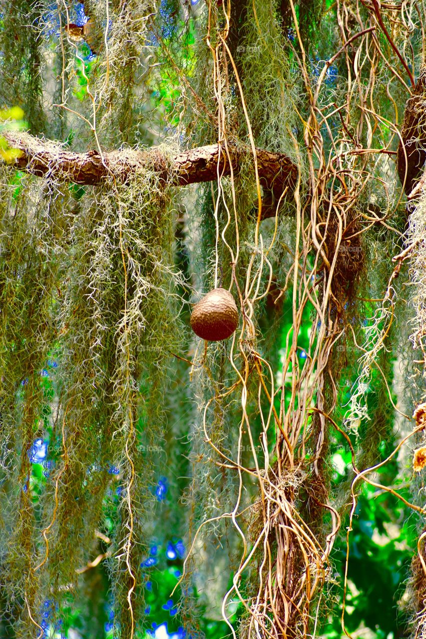 Tree and seed,  moss