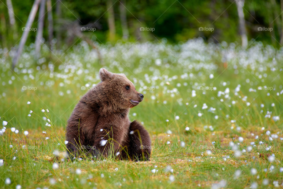 Young brown bear sitting in the middle of cottongrass flowers on a Finnish swamp in Eastern Finland on early summer evening
