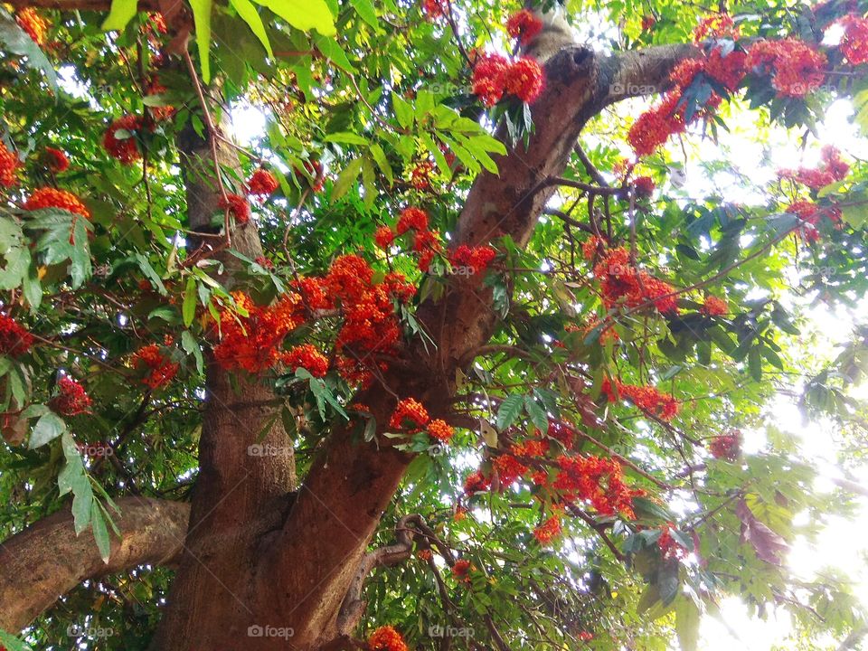 A beautiful red flower tree