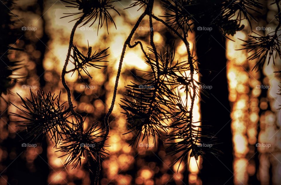 Pines AT Dusk