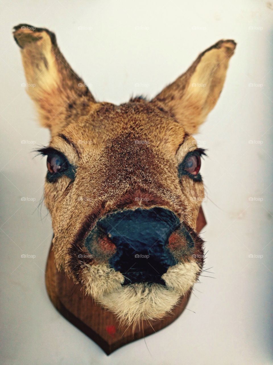 Mounted taxidermy deer head antique 