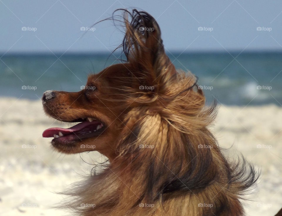 Side view of a brown dog