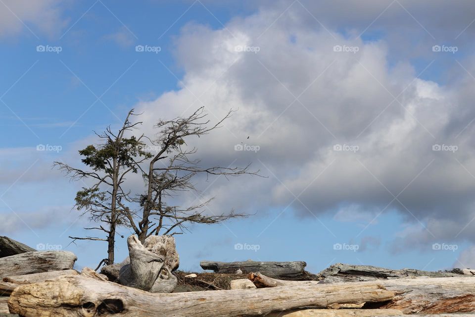 Trees waving with the wind