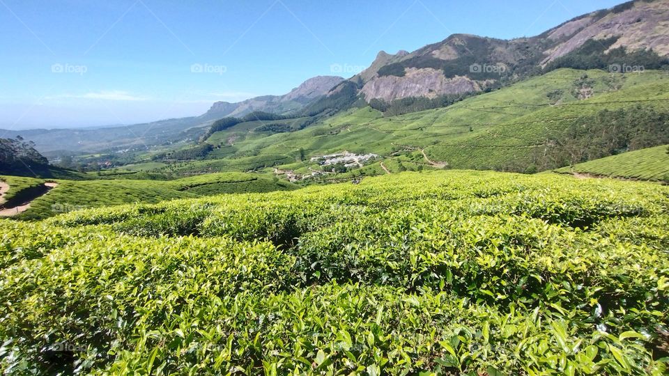 "Nature is pleased with simplicity." 