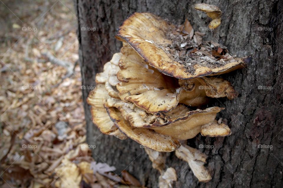 Mushrooms on a tree, late autumn 