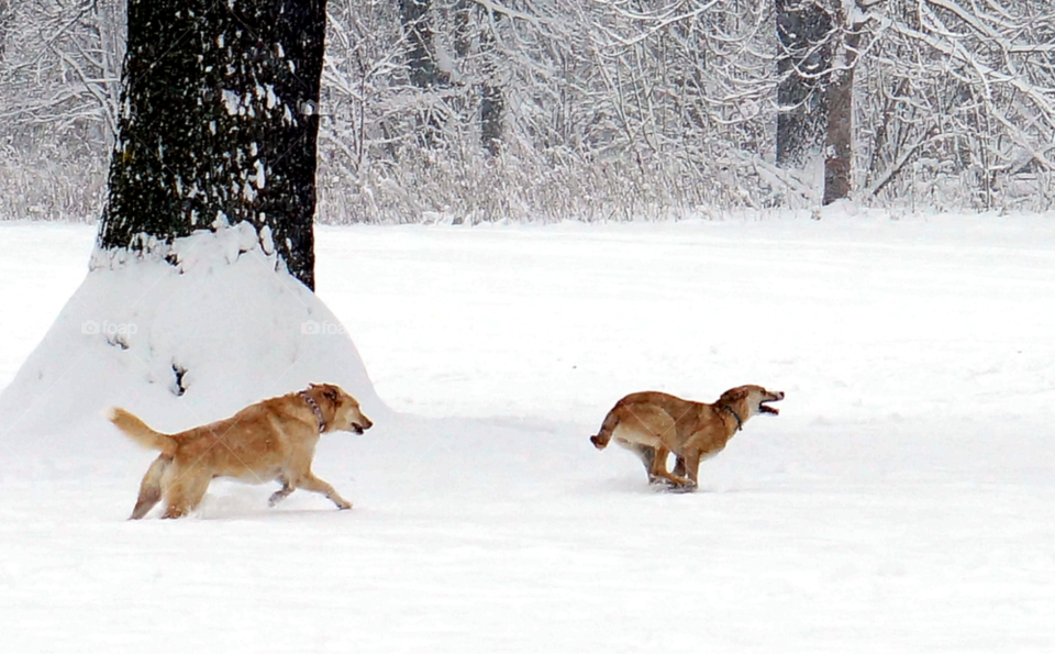 Snow, Winter, Cold, No Person, Dog