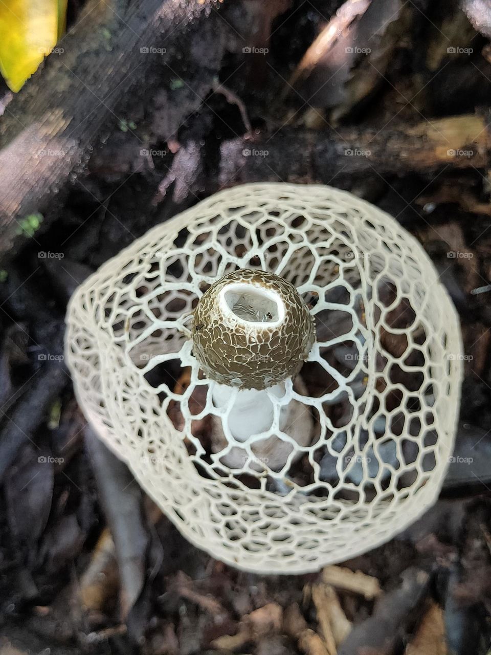 net mushroom