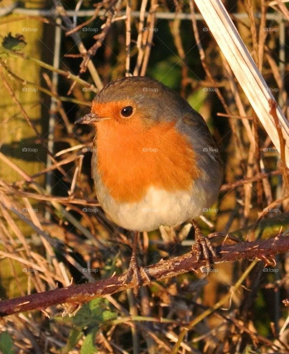 Red robin