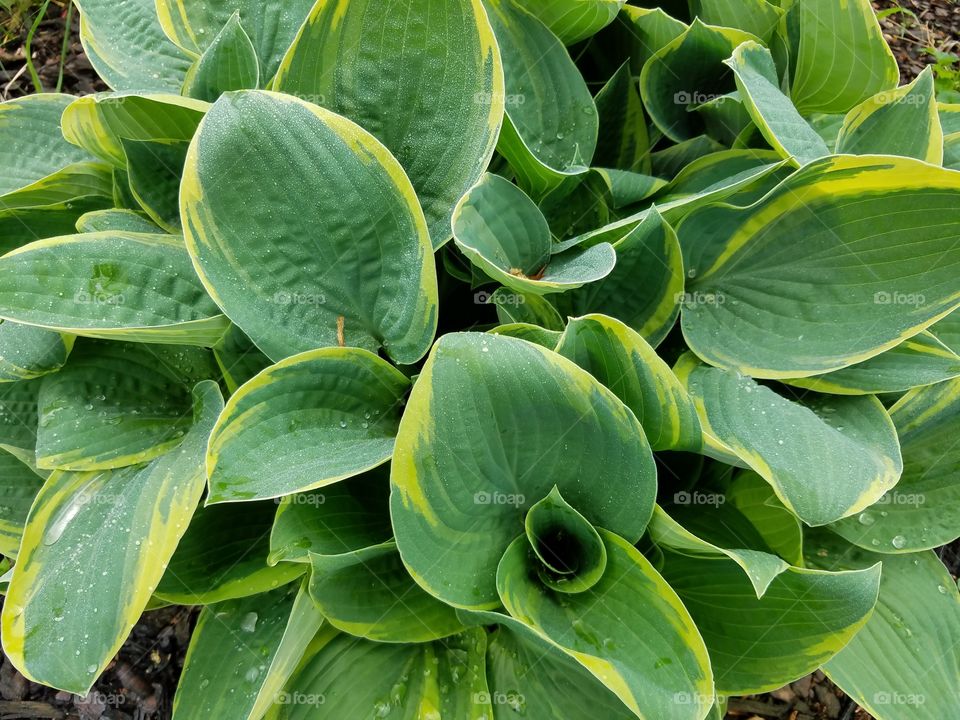 Hosta decorative plant
