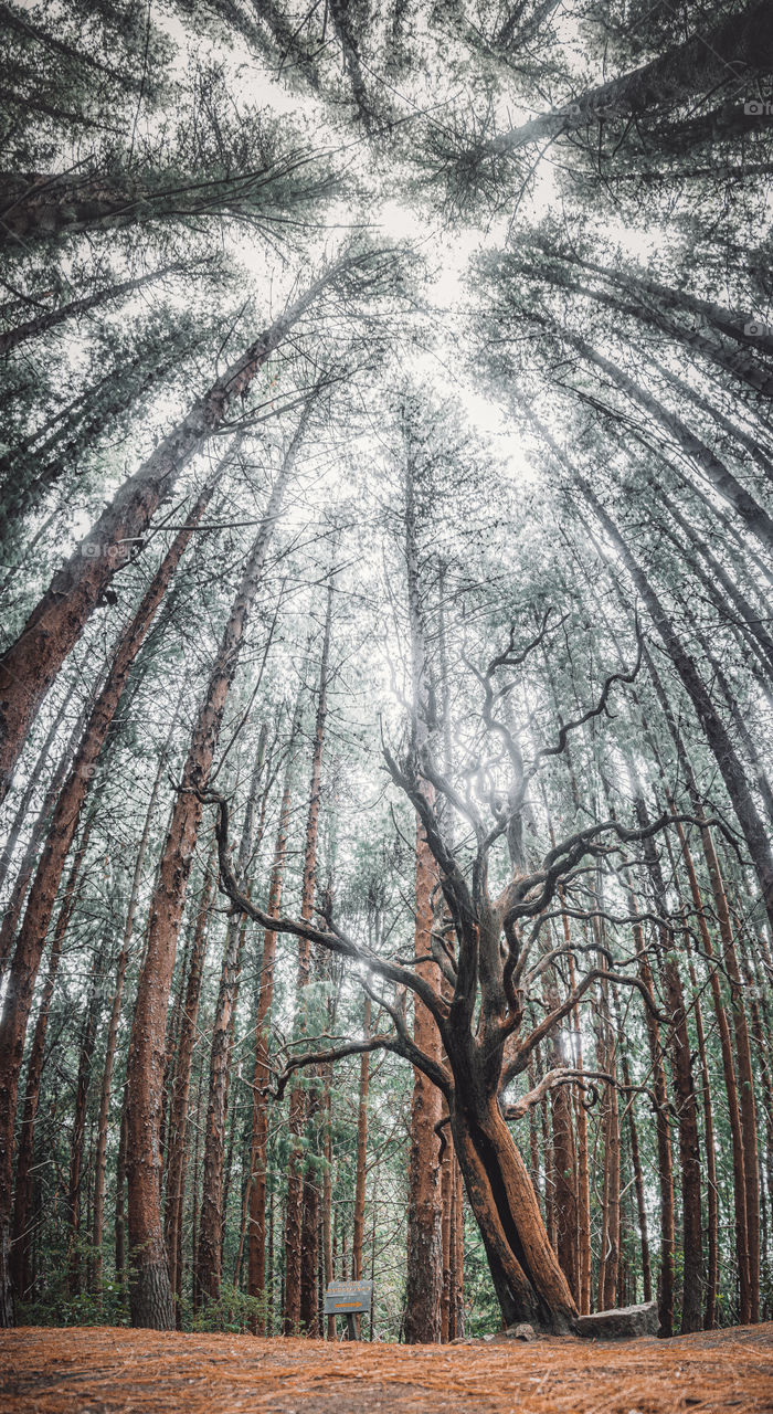 Vertical image of the haunted tree in a Costa Rican forest