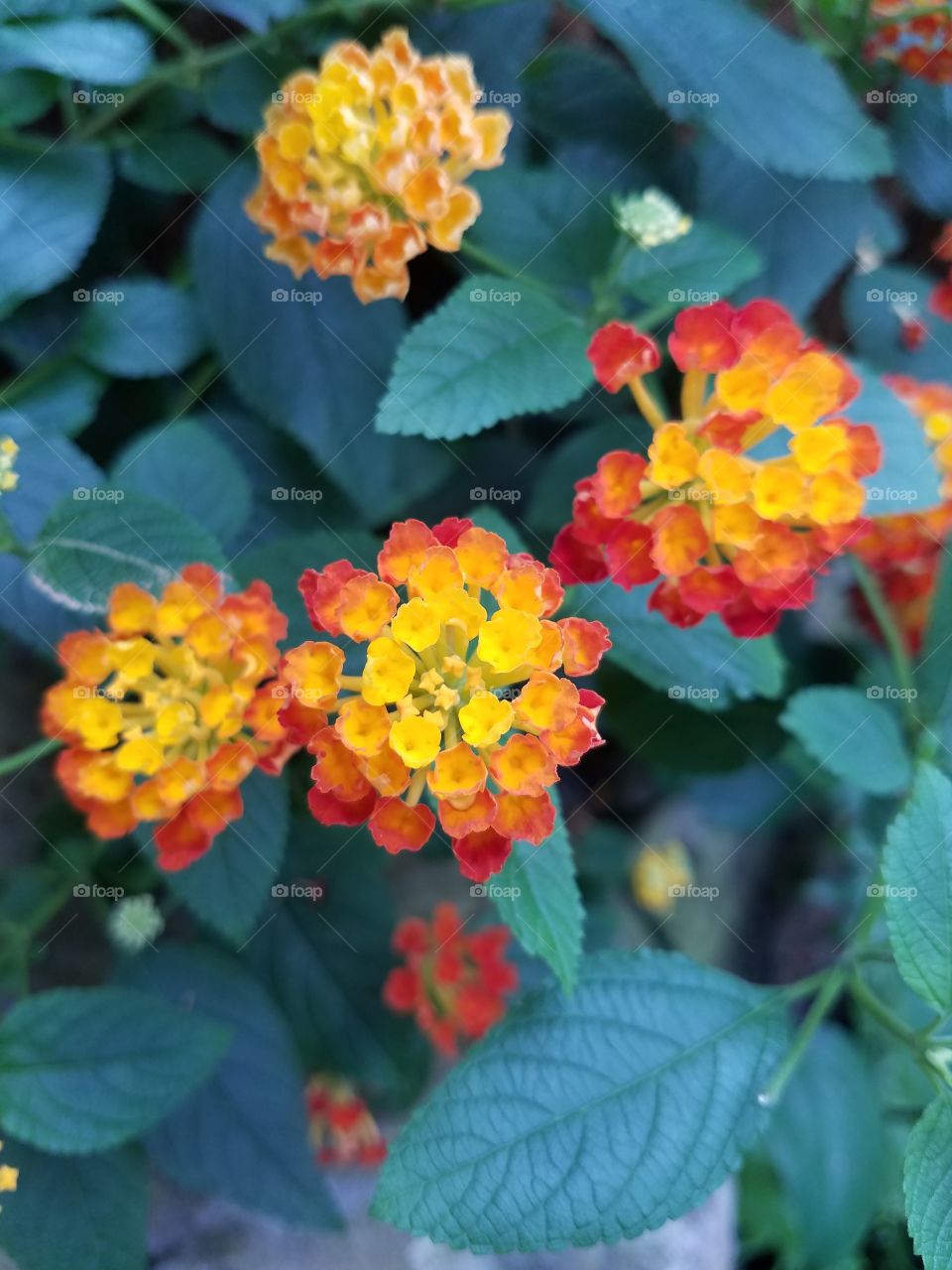 Fiery red and yellow flowers