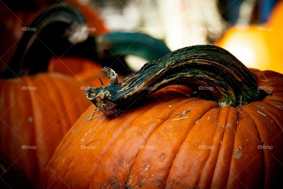Pumpkin with Curved Stem