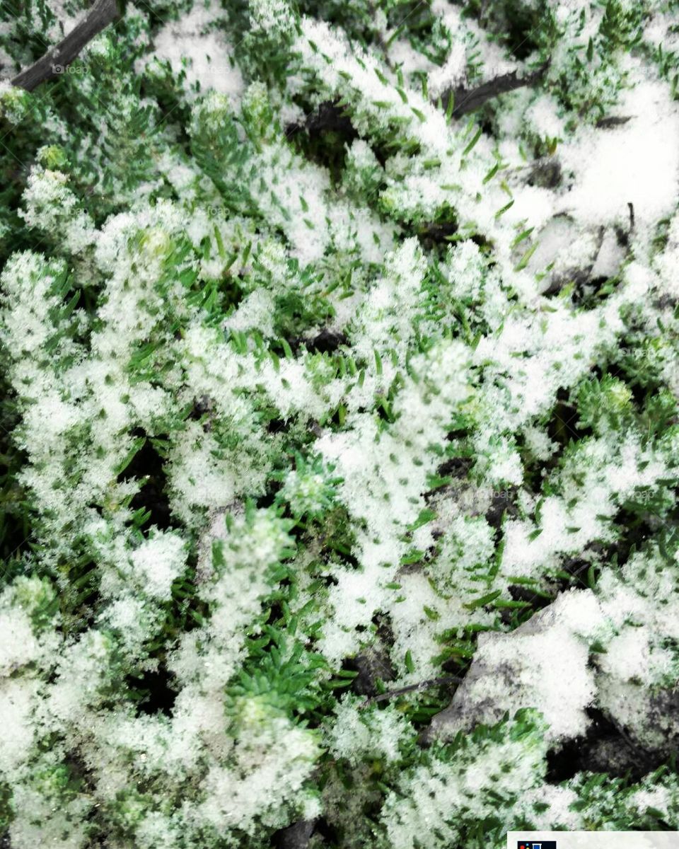 snow covered ground cover