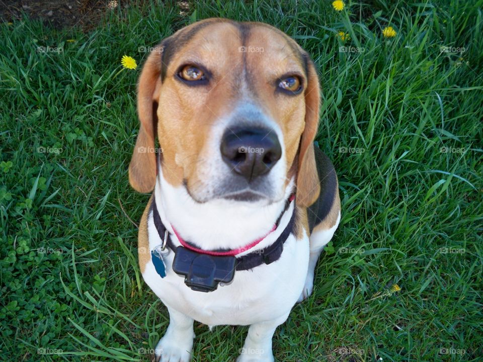 cute beagle portrait