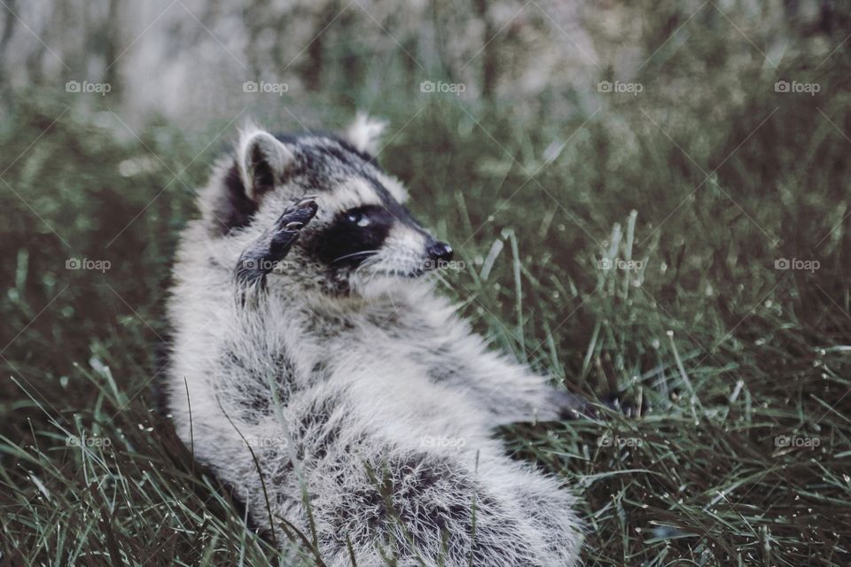 Close of a baby raccoon