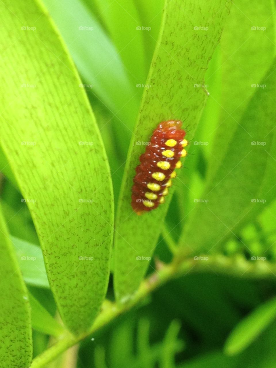 Caterpillar on leaf