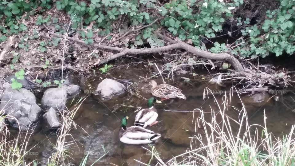 Can you see all 3 ducks?