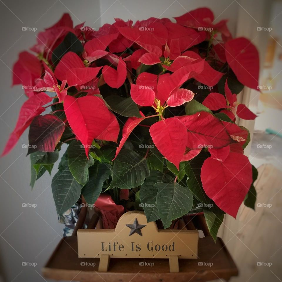 Poinsettia Christmas Flower