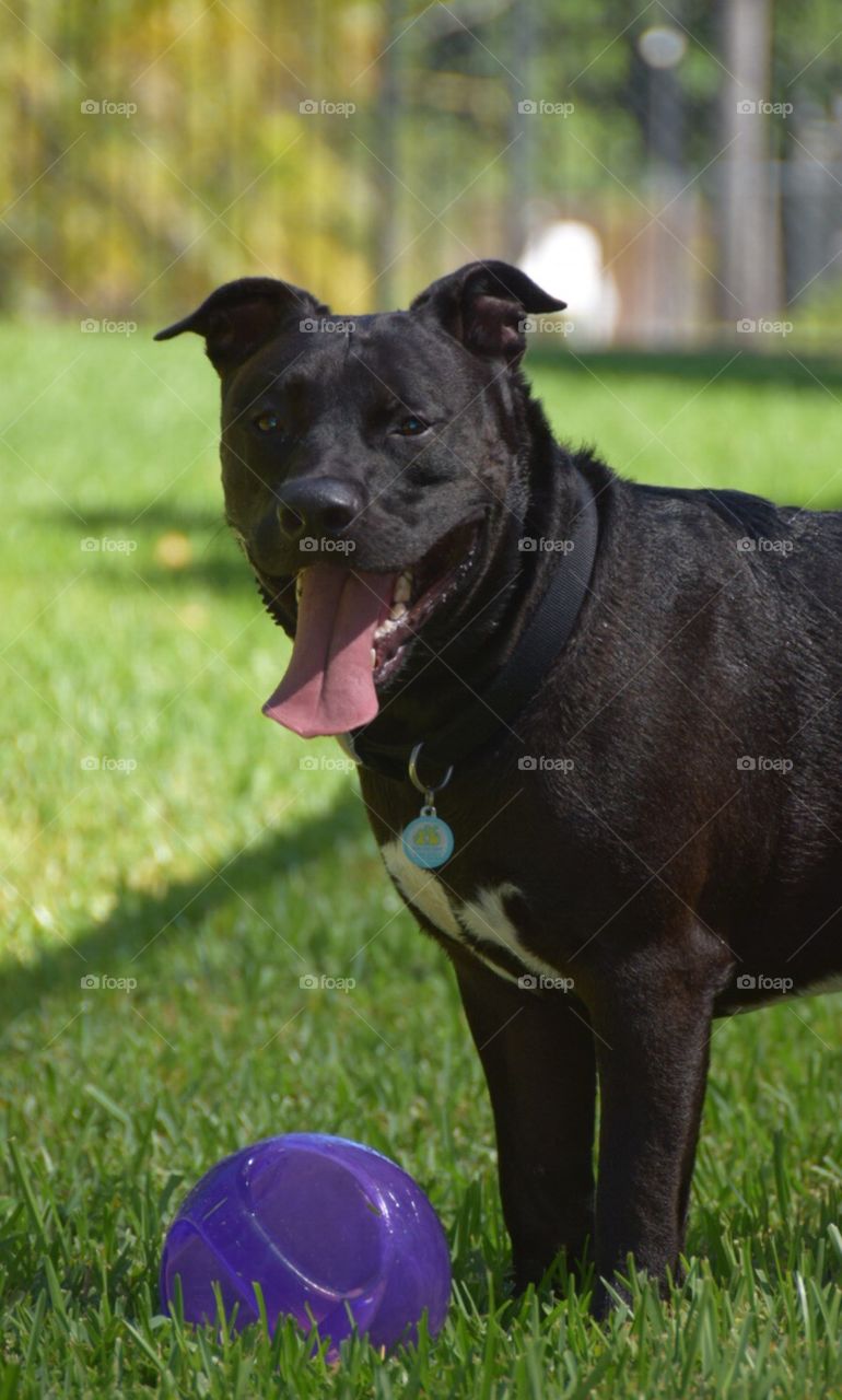 Black American Staffordshire Terrier Mix