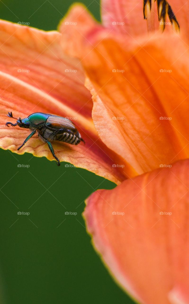 One of my favorite macro shots! Grateful for spring colors!