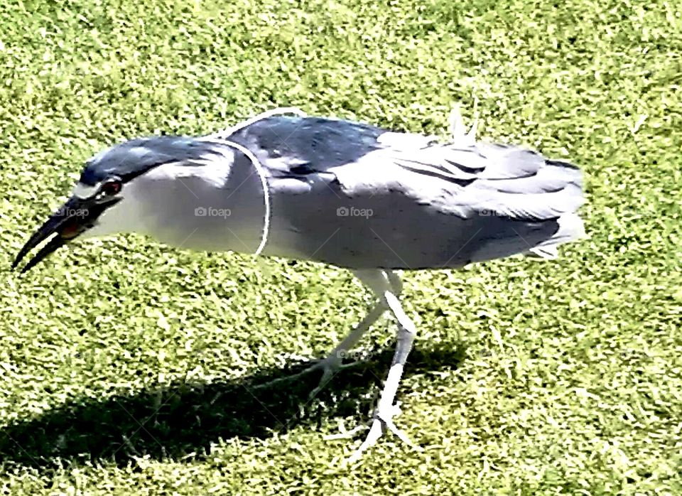 Exotic looking smaller size Heron like bird with two long feathers hanging from each side of its neck