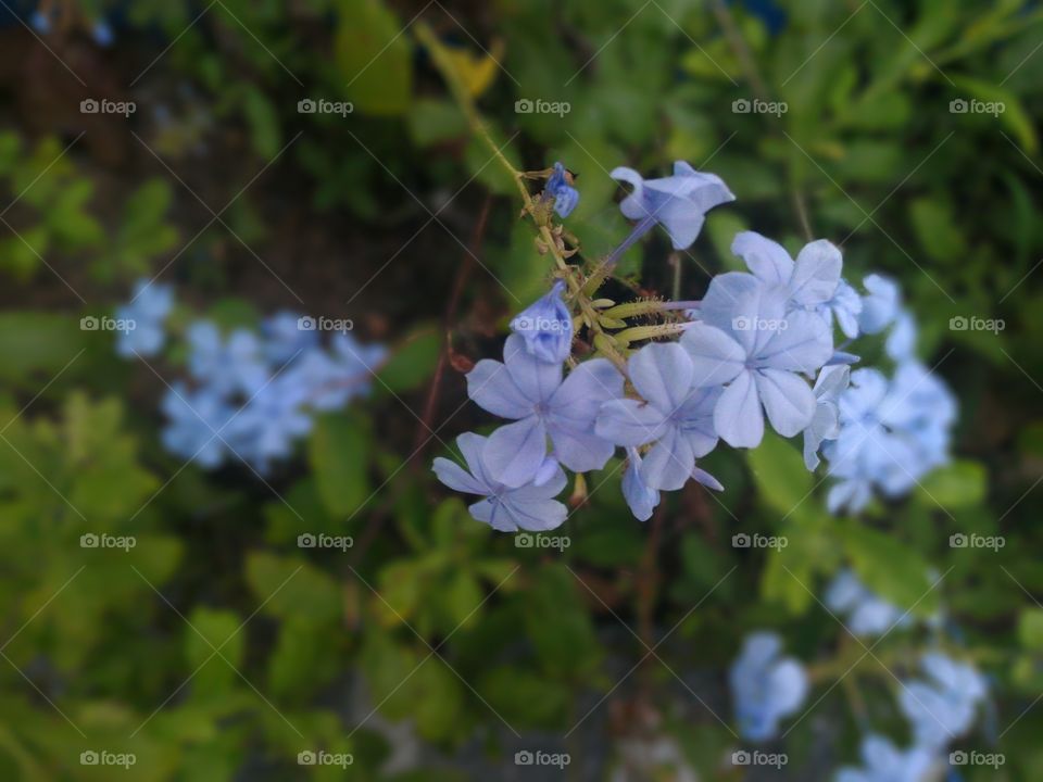 Flowers - Cabo frio. Flowers - Cabo Frio