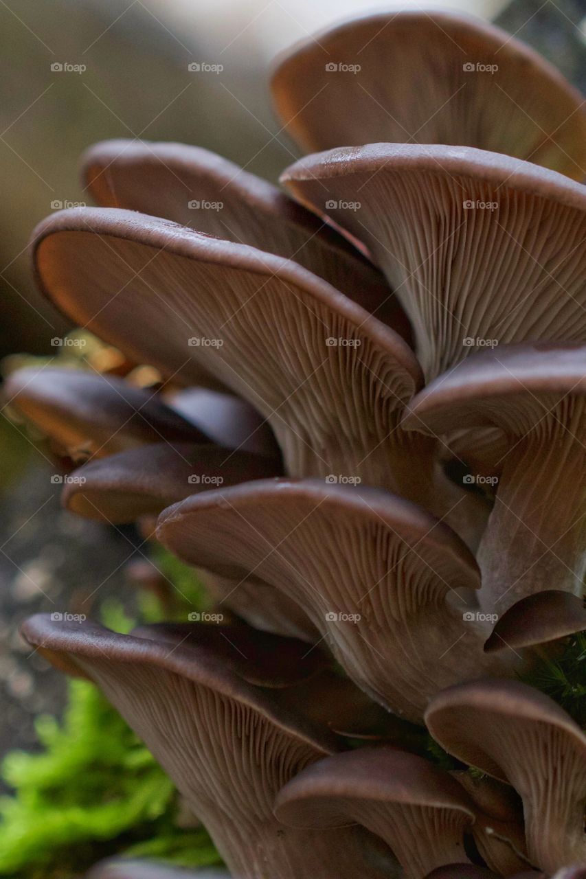 Close-up of oyster mushroom