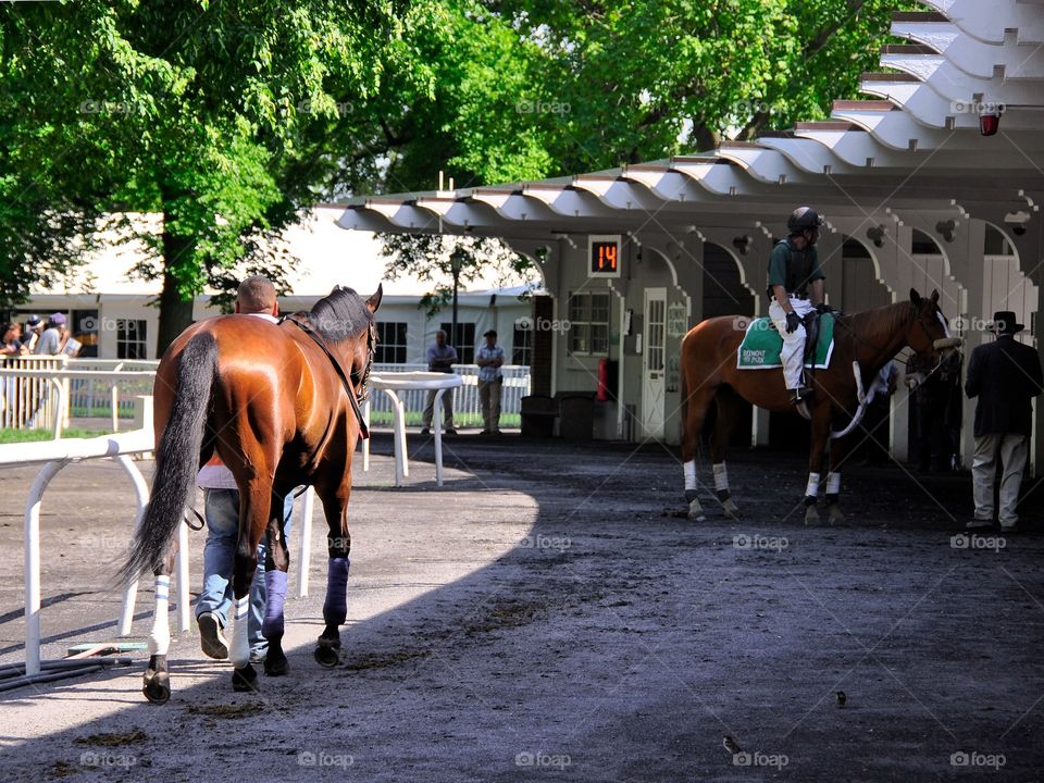 Home of the Belmont Stakes. Beautiful Belmont Park, home of the Triple Crown. Warming up in the paddock before the call to the post. 
Fleetphoto