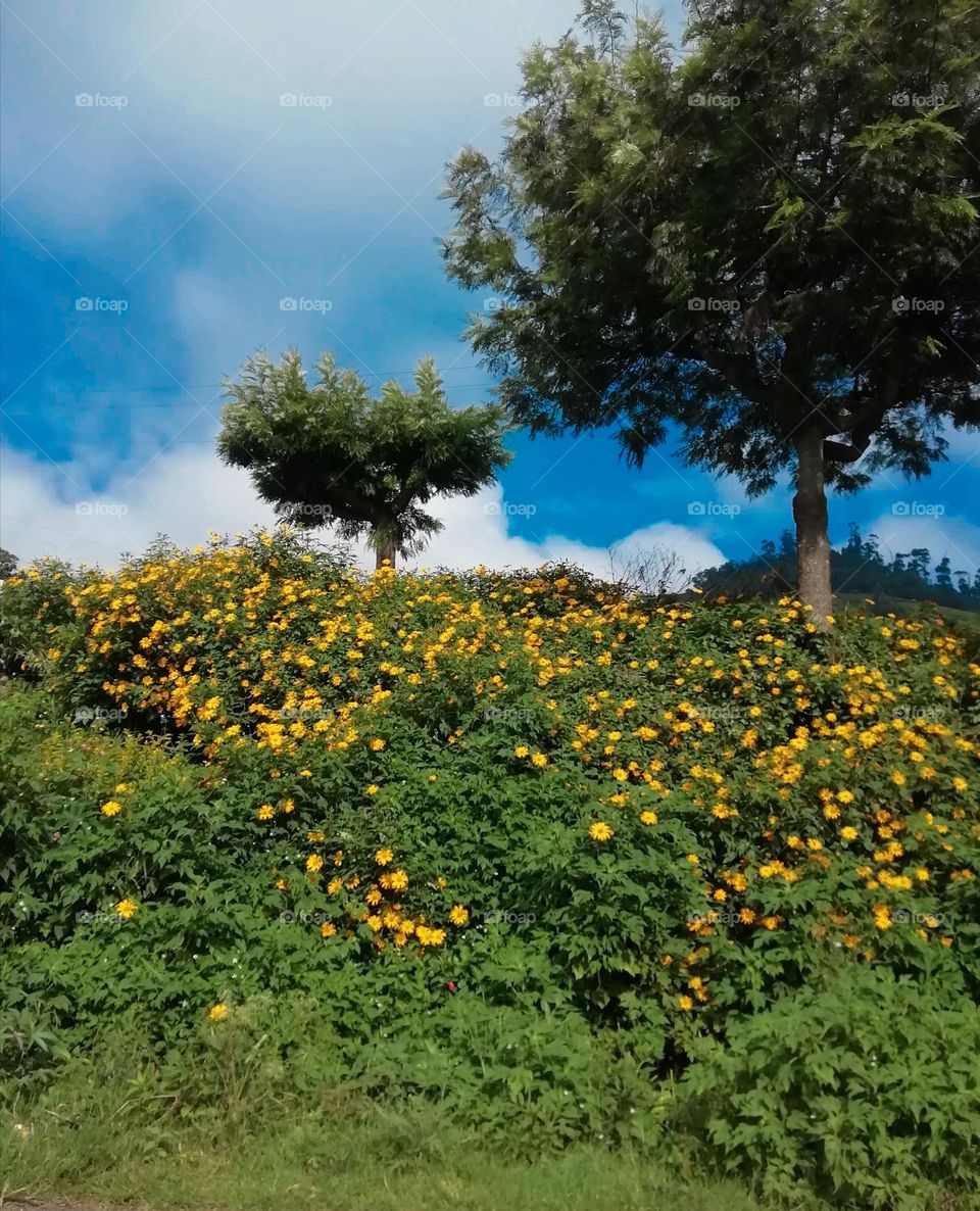 Heaven is under our feet as well as over our heads🍃